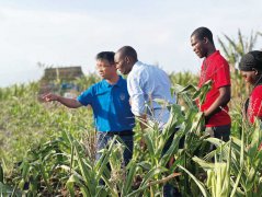 <b>致芳华 向将来︱“玉米有了好收获” 科技小院为</b>